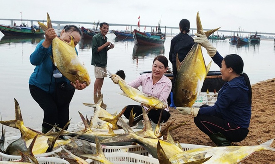 Ngư dân trúng mẻ cá vàng thu về hơn 600 triệu đồng - 1 Ngư dân trúng mẻ cá vàng thu về hơn 600 triệu đồng - 1