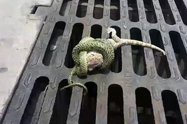 Màn tẩu thoát ngoạn mục của tắc kè trong vòng siết của rắn độc