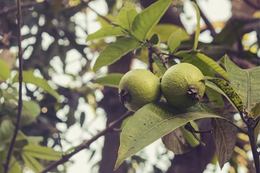 8 lợi ích sức khỏe tuyệt vời của lá ổi