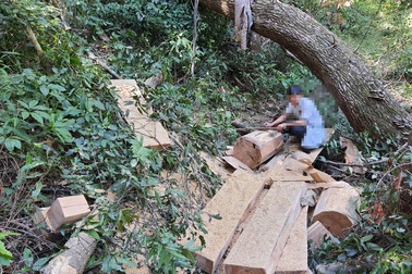Bàng hoàng cả đoàn xe độ chế rầm rập tiến vào phá nát rừng xanh Tây Nguyên