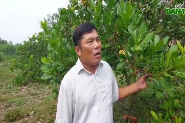 Nông dân xuất sắc Việt Nam khiến vùng đất "chết" đẻ ra tiền