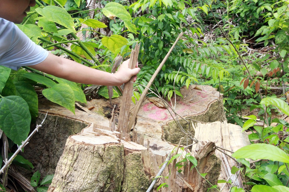 Sau loạt bài điều tra của Dân trí, khởi tố 12 bị can tàn sát rừng già - 2 Sau loạt bài điều tra của Dân trí, khởi tố 12 bị can tàn sát rừng già - 2