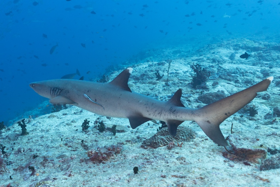 Khách Việt chi 50 triệu đồng và hành trình săn cá mập khát máu ở Maldives - 8 Khách Việt chi 50 triệu đồng và hành trình săn cá mập khát máu ở Maldives - 8