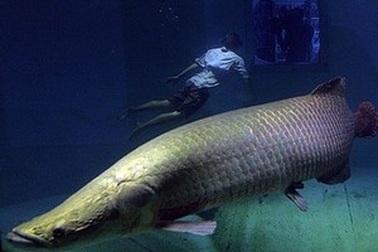Những loài cá nước ngọt có kích thước “khủng” nhất thế giới