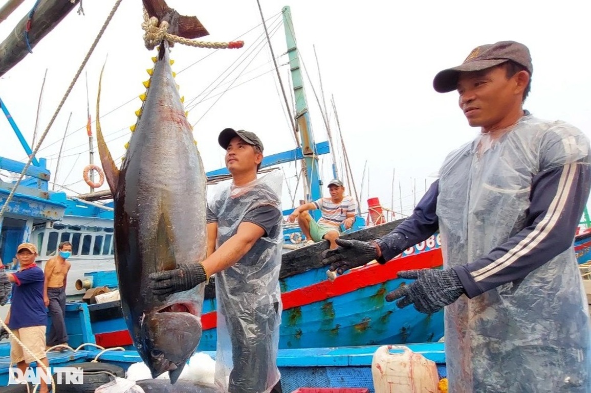 Bảo quản cá ngừ đại dương bằng công nghệ nano - 1 Bảo quản cá ngừ đại dương bằng công nghệ nano - 1