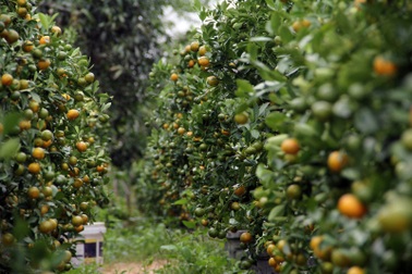 Quất Tết trĩu cành, giá cao người trồng trúng đậm