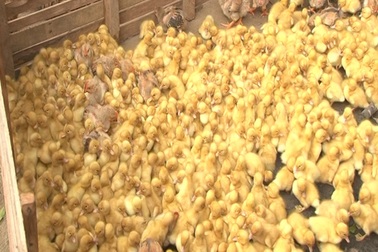 Thu giữ hơn 2000 gà, vịt giống nhập lậu Trung Quốc