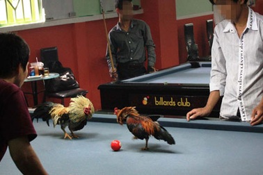 Đá gà trên bàn bida