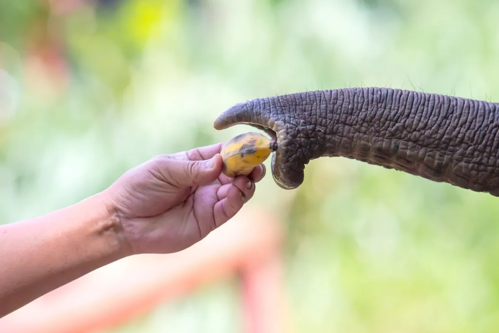 Voi bóc vỏ chuối nhoay nhoáy dù không được dạy - 1 Voi bóc vỏ chuối nhoay nhoáy dù không được dạy - 1