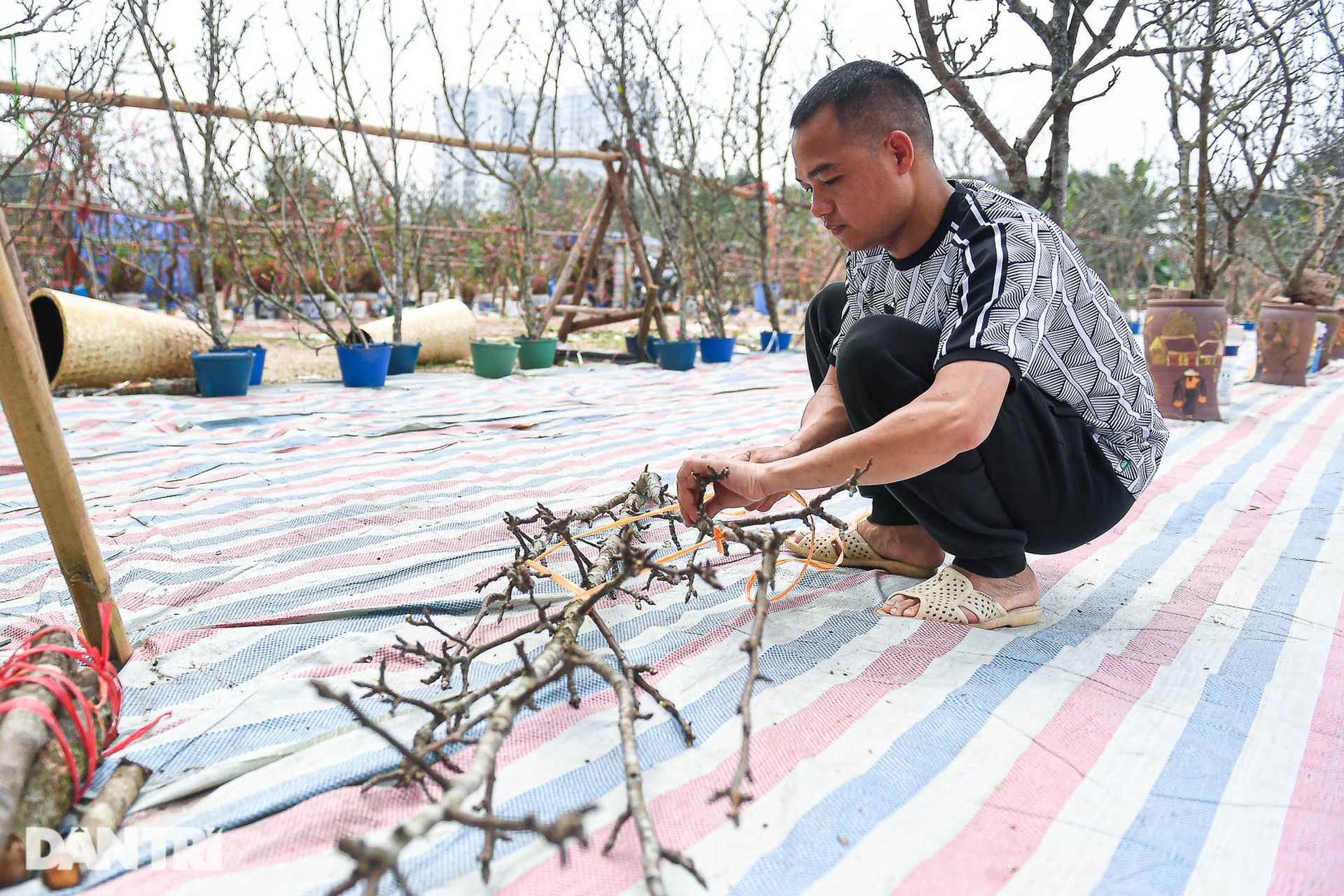 Đào phai, mai tàn, người Hà Nội chi tiền triệu mua lê rừng sau Tết - 6 Đào phai, mai tàn, người Hà Nội chi tiền triệu mua lê rừng sau Tết - 6