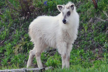 'Siêu thần thú' xuất hiện, cư dân mạng Nhật Bản xôn xao