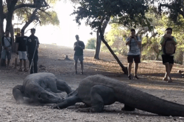 Cặp rồng Komodo chiến đấu nảy lửa, phớt lờ sự có mặt của du khách