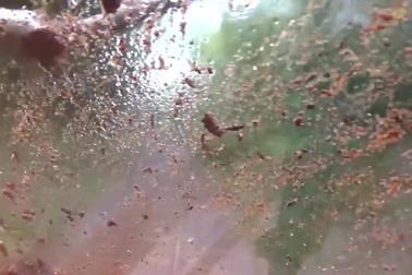 Khoảnh khắc tàu lao thẳng vào thân cây đổ chắn ngang đường sắt