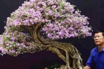 Cận cảnh: Lão nông Sài Gòn phù phép gốc "củi" thành cây cảnh nửa tỷ