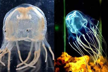 Sơ cấp cứu do nhiễm độc sinh vật biển