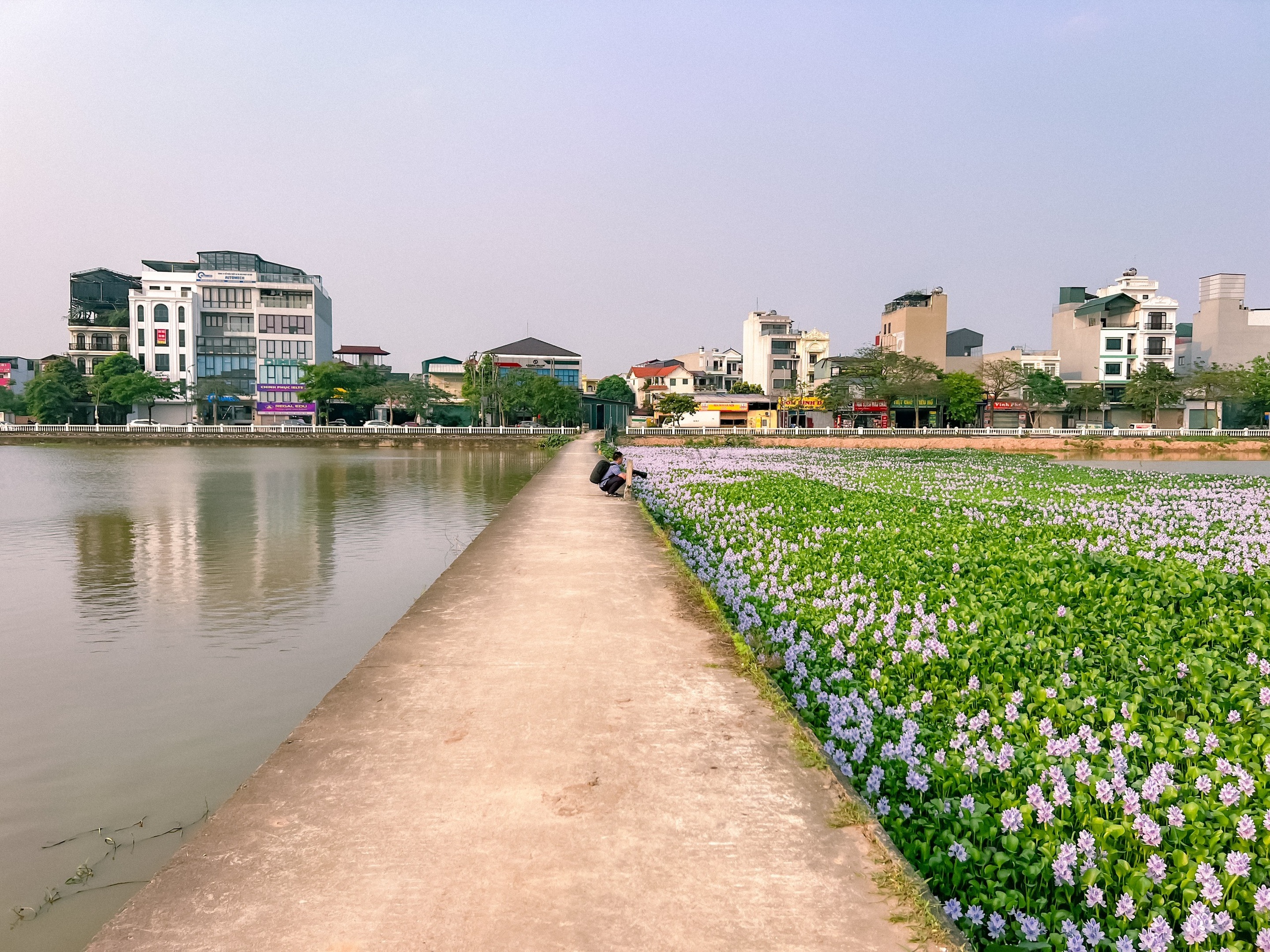 Phát hiện đầm hoa lục bình tím biếc ở Hà Nội, giới trẻ đổ xô săn ảnh đẹp - 6 Phát hiện đầm hoa lục bình tím biếc ở Hà Nội, giới trẻ đổ xô săn ảnh đẹp - 6