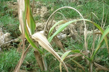 Nông dân “khóc ròng” vì mía chết hàng loạt do hạn mặn