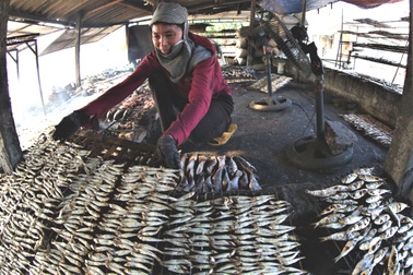 Ngư dân biển Quỳnh đi lộng cho thu nhập cao