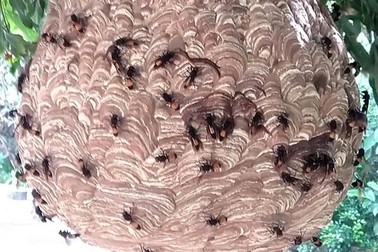 Người đàn ông tử vong trên núi nghi bị ong đốt