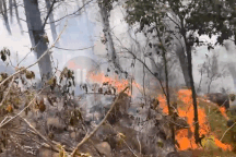 Hai cán bộ bị thương khi tham gia chữa cháy rừng