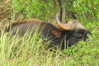 Bò tót bị bệnh đường ruột trước khi chết