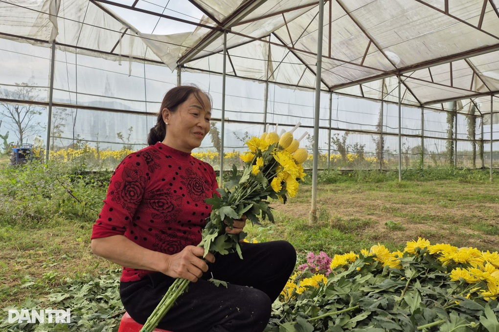 Cử nhân cơ khí trồng hoa cúc, bỏ túi hàng chục triệu đồng dịp Tết - 3