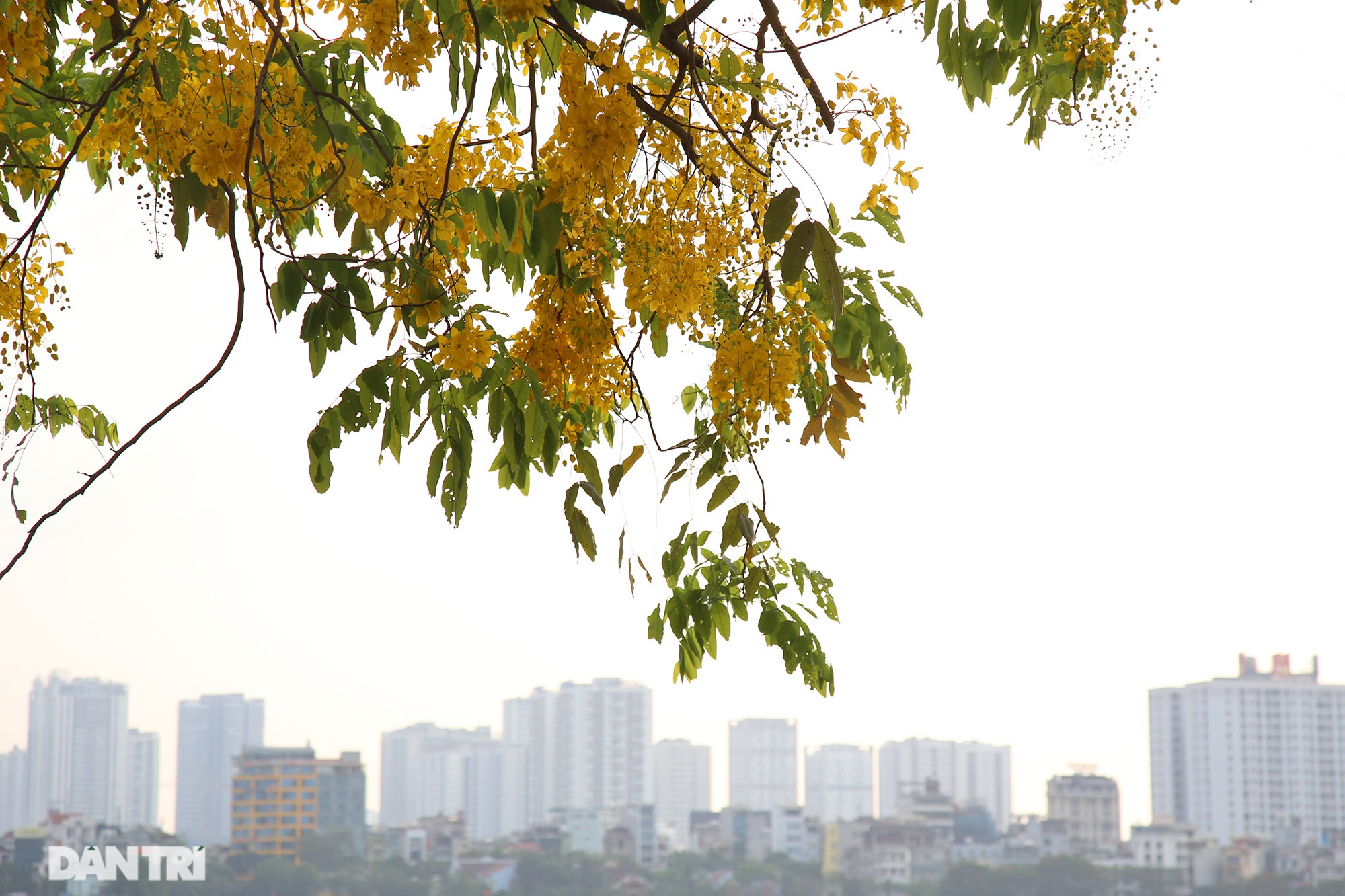 Hoa muồng hoàng yến đang nở đẹp rực rỡ tại Hà Nội - 7 Hoa muồng hoàng yến đang nở đẹp rực rỡ tại Hà Nội - 7