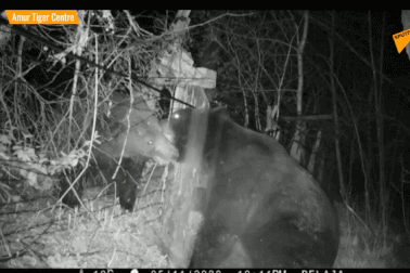 Khoảnh khắc gấu “khủng” đại chiến phá bay hàng rào dây thép gai