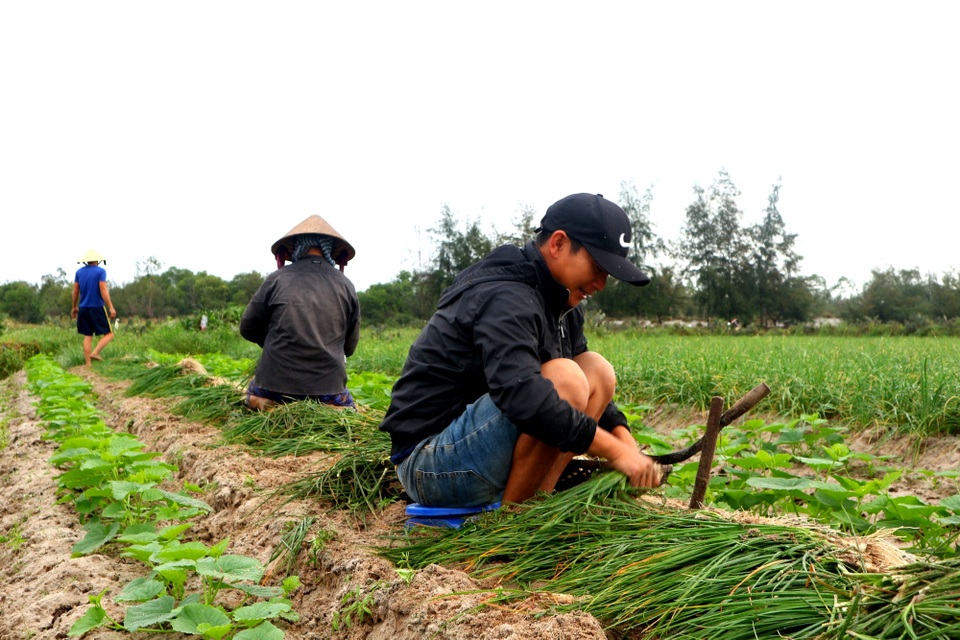 Giá kiệu bấp bênh, người dân vùng kiệu “thấp thỏm” chờ tết - 2 Giá kiệu bấp bênh, người dân vùng kiệu “thấp thỏm” chờ tết - 2