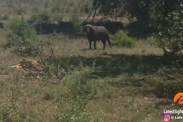 Choáng với cảnh trâu rừng “hạ gục” sư tử trong chớp mắt