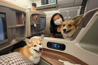 Chuyện về 2 chú chó Corgi bay hạng thương gia