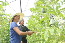 Đào tạo nghề cho gần 7.000 lao động giai đoạn 2010-2020