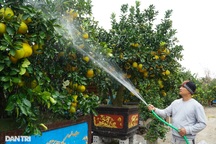 Vườn bưởi cảnh tiền tỷ tất bật chuẩn bị vào vụ Tết