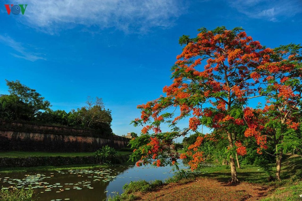 Huế - Thành phố của những sắc hoa mùa hạ - 10 Huế - Thành phố của những sắc hoa mùa hạ - 10