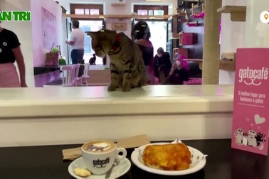 Quán cà phê nhận nuôi những chú mèo bị bỏ rơi.