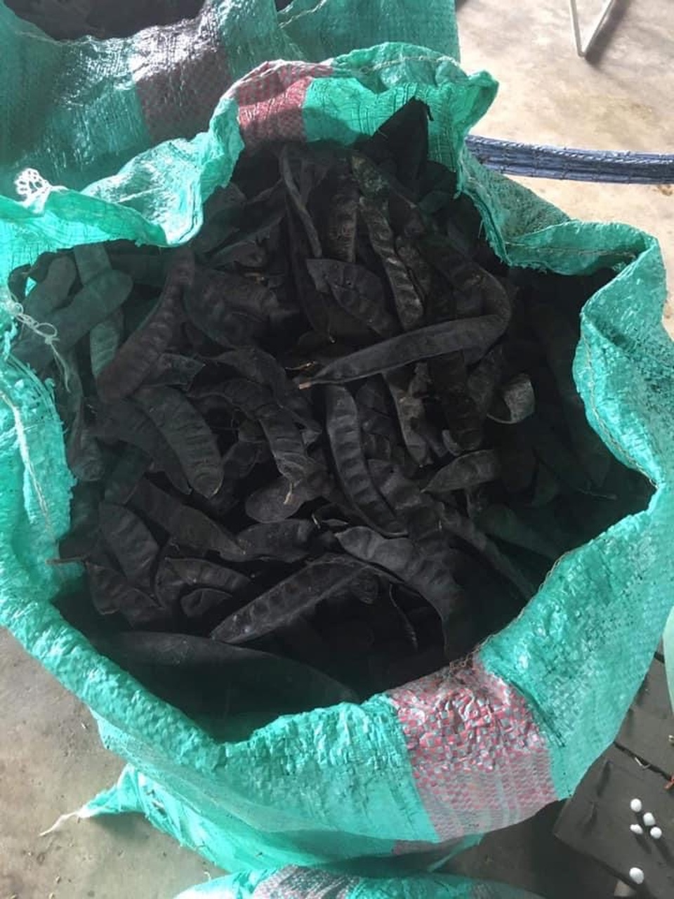 Hà Nội: Cháy hàng bồ kết, khách giành nhau từng quả về xông nhà - 3 Hà Nội: Cháy hàng bồ kết, khách giành nhau từng quả về xông nhà - 3