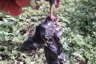 Phát hiện thấy "vua chuột" trong truyền thuyết đầy kinh hãi