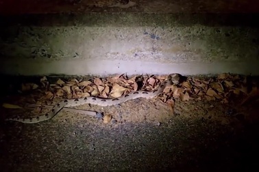 Rắn chàm quạp xuất hiện bên lề đường ở thành phố Phan Thiết, Bình Thuận