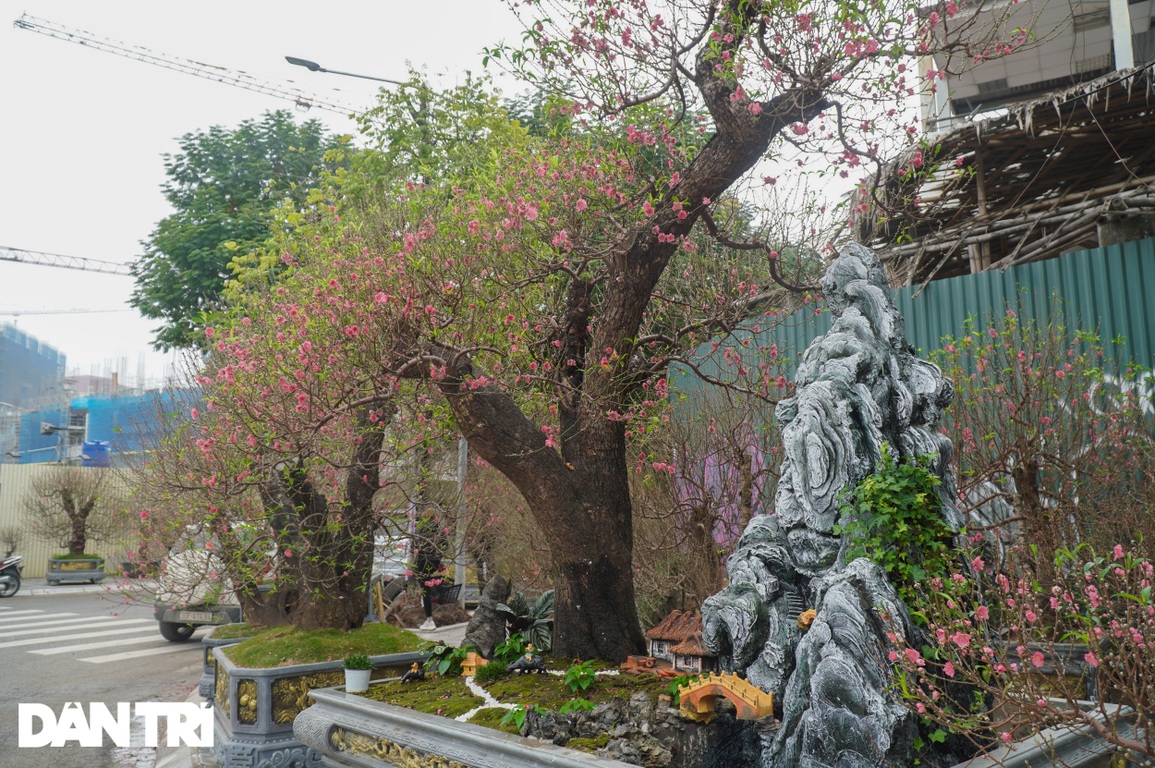 Đào khổng lồ gốc to bằng vòng tay người lớn giá 100 triệu đồng ở Hà Nội - 1 Đào khổng lồ gốc to bằng vòng tay người lớn giá 100 triệu đồng ở Hà Nội - 1