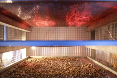 Nể phục với giải pháp sấy hồ tiêu của người phụ nữ Gia Lai