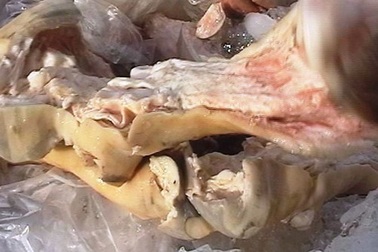 Rùng mình thực phẩm… lậu