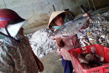 Hà Tĩnh lập hội đồng đánh giá thiệt hại do Formosa gây ra