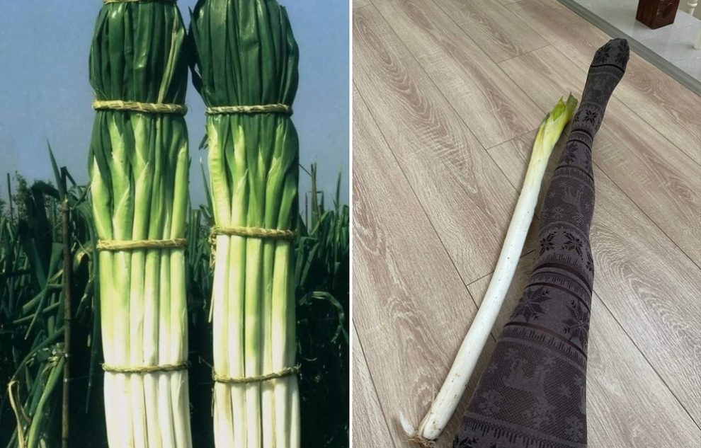 Khám phá nơi trồng giống hành lá khủng nhất thế giới - 3 Khám phá nơi trồng giống hành lá khủng nhất thế giới - 3