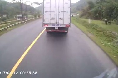 Tai nạn vì bất ngờ gặp đàn trâu qua đường