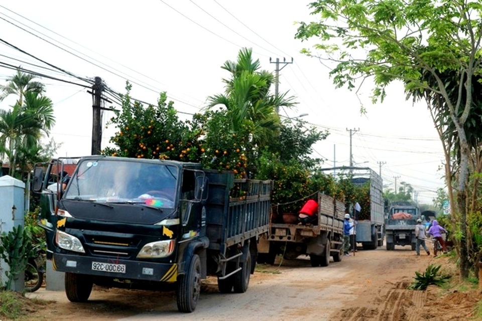 “Thủ phủ” quất cảnh Hội An rộn ràng xuống phố - 3 “Thủ phủ” quất cảnh Hội An rộn ràng xuống phố - 3