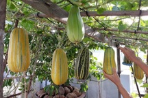 Khu vườn "trên cao" xanh tốt, vui tuổi già của những người phụ nữ Việt U70