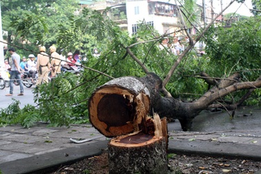 Hà Nội cử người bảo vệ cây sưa lớn