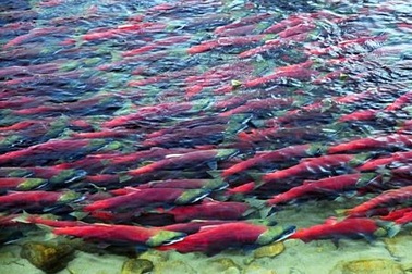 Cuộc di cư lớn nhất của cá hồi đỏ trong 100 năm 