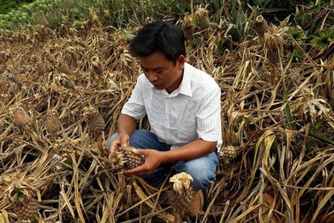 Những vụ phá hoại nhằm thẳng vào "nồi cơm" của người nông dân