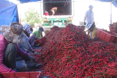 Giá ớt tăng gấp 8 lần, thương lái vẫn tranh nhau mua